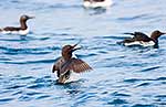 Common guillemots, Svalbard