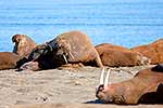 Walruses, Svalbard