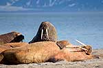 Walruses, Svalbard