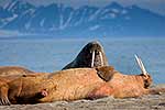 Walruses, Svalbard