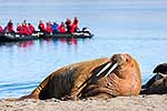 Walruses, Svalbard