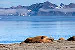 Walruses, Svalbard