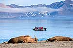 Walruses, Svalbard