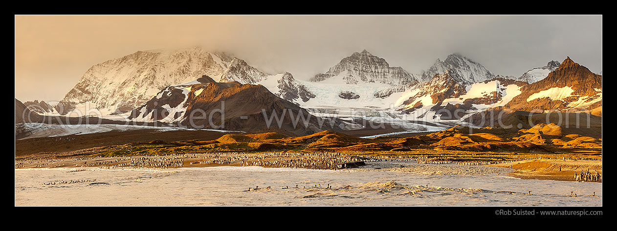 Image of Saint Andrew's Bay. King penguins (Aptenodytes patagonicus) on beach. Dawn panorama. Cook and Buxton Glaciers draining the Allardyce Range, St Andrews Bay, South Georgia stock photo image