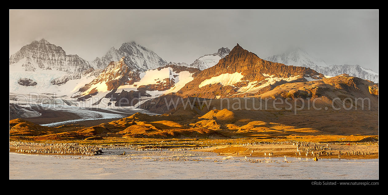 Image of Saint Andrew's Bay. King penguins (Aptenodytes patagonicus) on beach. Dawn panorama. Buxton Glacier draining the rugged Allardyce Range, St Andrews Bay, South Georgia stock photo image