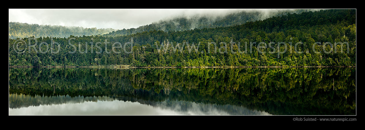 Image of Lake Mapourika surrounded by rainforest. Reflections. Westland / Tai Poutini National Park, South Westland. Panorama, Franz Josef, Westland District, West Coast Region, New Zealand (NZ) stock photo image