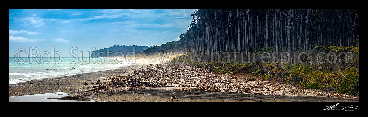 Image of Bruce Bay coastline looking towards the Makawhio (Jacobs) River mouth and Makawhio Point and Jacobs Bluff. Coastal forest of Rimu trees. South Westland. Panorama, Bruce Bay, Westland District, West Coast Region, New Zealand (NZ) stock photo image