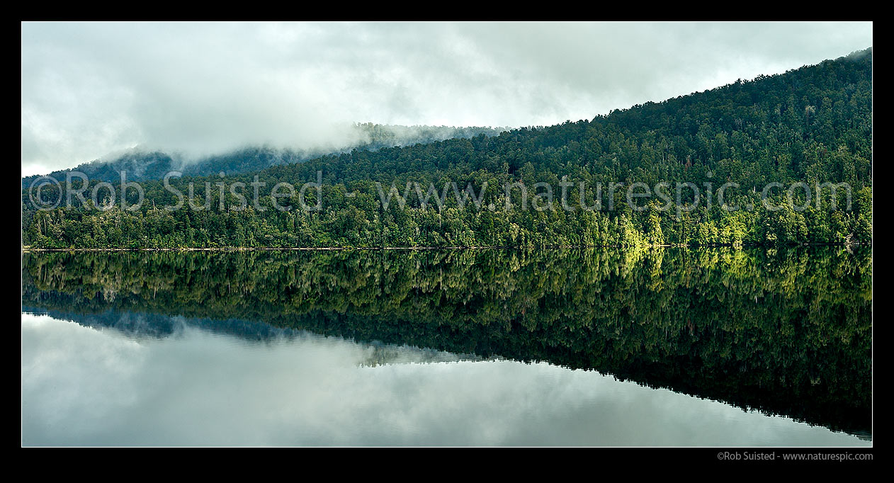 Image of Lake Mapourika surrounded by sunlit rainforest. Reflections. Westland / Tai Poutini National Park, South Westland. Panorama, Franz Josef, Westland District, West Coast Region, New Zealand (NZ) stock photo image