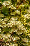 NZ liverwort reproducing