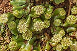 NZ liverwort reproducing