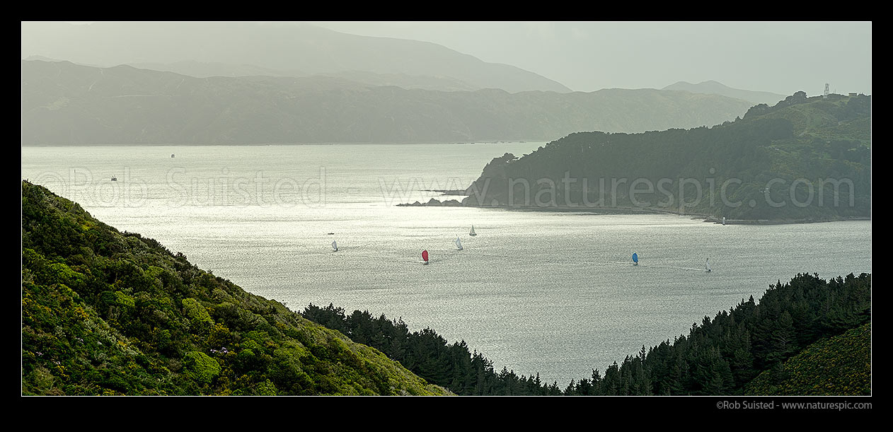 Image of Wellington Harbour with yachts and sailboats out ahead of an approaching southerly weather front. Miramar Peninsula, Point Halswell and Kau Bay at right. Panorama, Wellington, Wellington City District, Wellington Region, New Zealand (NZ) stock photo image