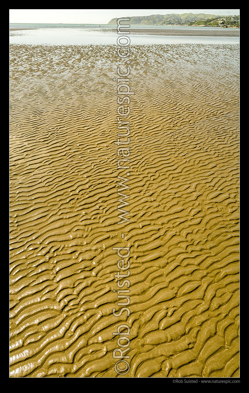 Image of Sand ripples patterns in tidal beach sand. Golden colour. Vertical panorama, Mana, Porirua City District, Wellington Region, New Zealand (NZ) stock photo image