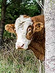 Big Hereford Bull