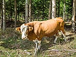 Big Hereford Bull