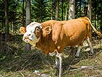 Big Hereford Bull