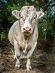 Charolais Bull