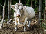 Charolais Bull