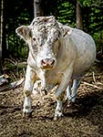 Charolais Bull