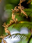 Drought affected tree fern