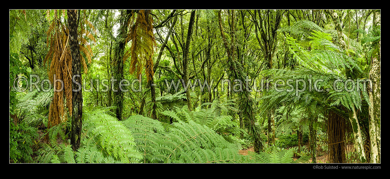 Image of Forest interior panorama. Silver tree ferns (Cyathea dealbata) amongst Tawa tree (Beilschmiedia tawa) rainforest, New Zealand (NZ) stock photo image