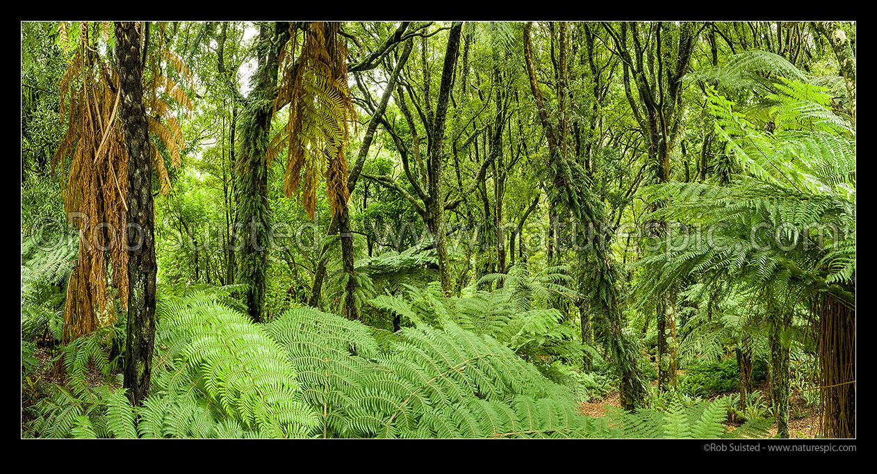 Image of Forest interior panorama. Silver tree ferns (Cyathea dealbata) amongst Tawa tree (Beilschmiedia tawa) rainforest, Wilton, Wellington City District, Wellington Region, New Zealand (NZ) stock photo image