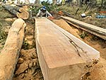 Chainsaw milling timber log