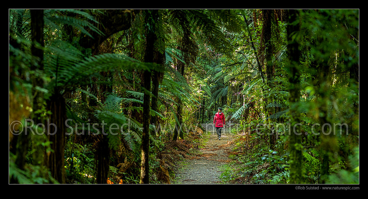 Image of Rainforest track and woman walker. Person walking through Pureora Podocarp bush trail and tree ferns. Panorama, Pureora Forest Park, Waitomo District, Waikato Region, New Zealand (NZ) stock photo image