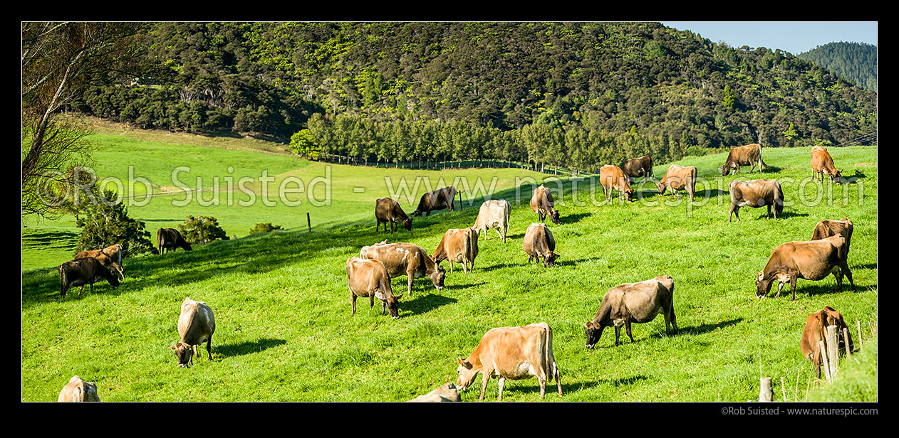 Image of Dairy cows grazing on Northland farm. Jersey dairy cows on pasture with native forest behind. Panorama, Northland, Whangarei District, Northland Region, New Zealand (NZ) stock photo image