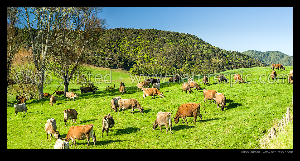 Image of Dairy cows grazing on Northland farm. Jersey dairy cows on pasture with native forest behind. Panorama, Northland, Whangarei District, Northland Region, New Zealand (NZ) stock photo image