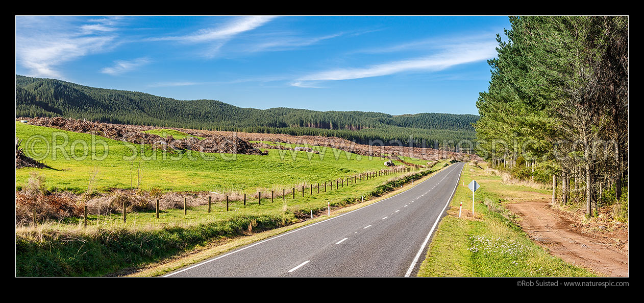 Image of New dairy farm conversions from plantation forestry, alongside Whakamaru Road (SH 32). Dairy farms freshly sown and fenced ready for grazing. Panorama, Tokoroa, South Waikato District, Waikato Region, New Zealand (NZ) stock photo image