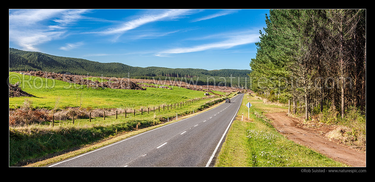 Image of New dairy farm conversions from plantation forestry, alongside Whakamaru Road (SH 32). Dairy farms freshly sown and fenced ready for grazing. Panorama, Tokoroa, South Waikato District, Waikato Region, New Zealand (NZ) stock photo image