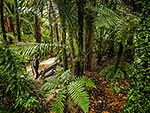 Auckland Winter Gardens Fernery