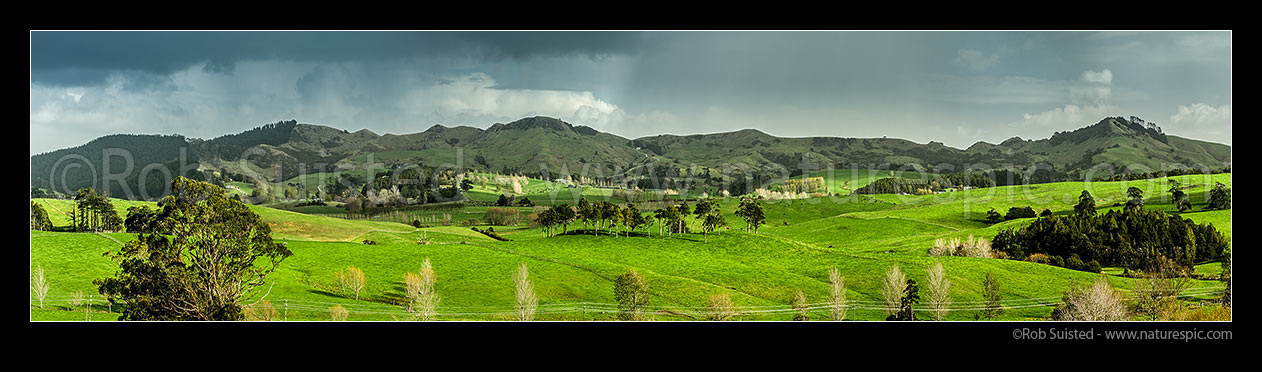 Image of Dairy farmland in Northland. Sunlit paddocks with rain clouds on the horizon. Panorama, Brynderwyn, Whangarei District, Northland Region, New Zealand (NZ) stock photo image