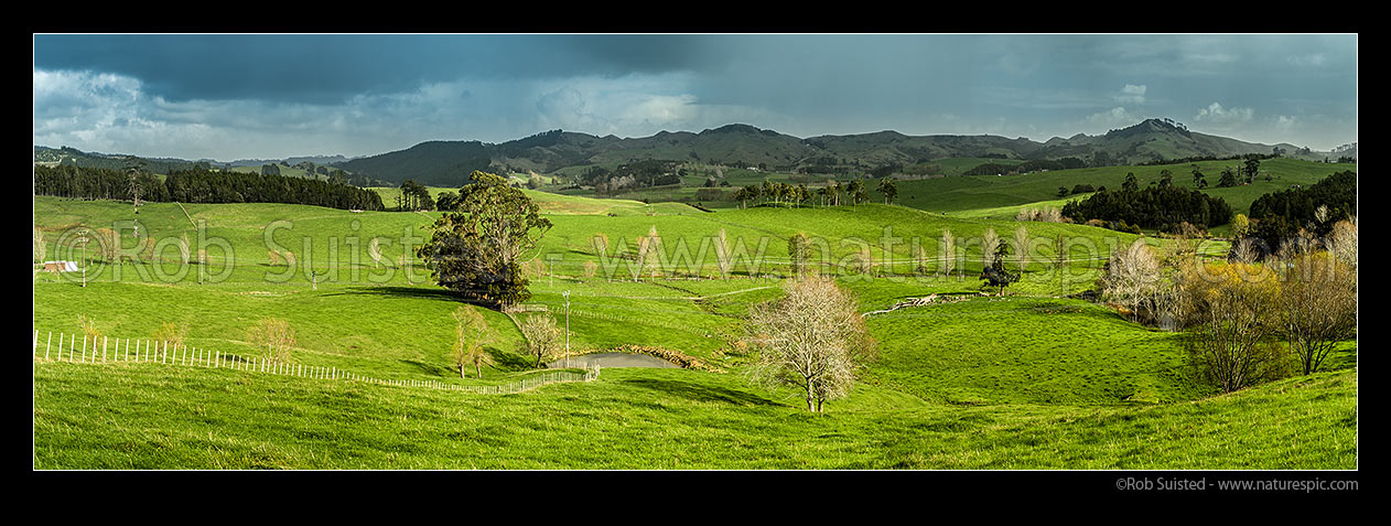 Image of Northland farmland panorama with sunlight on lush grassland, with rain falling in background, Brynderwyn, Whangarei District, Northland Region, New Zealand (NZ) stock photo image