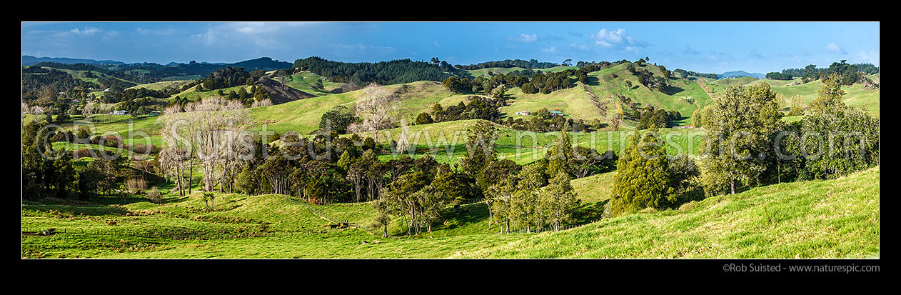 Image of Northland farmland panorama in the Paparoa Stream Valley, with cattle grazing amongst remnant stands of native podocarp forest, Paparoa, Kaipara District, Northland Region, New Zealand (NZ) stock photo image