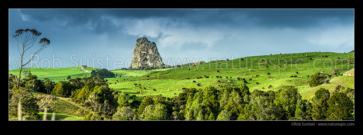 Image of Dairy farming below Maungaraho Rock (221m) peak. Native forest below. Panorama, Dargaville, Kaipara District, Northland Region, New Zealand (NZ) stock photo image