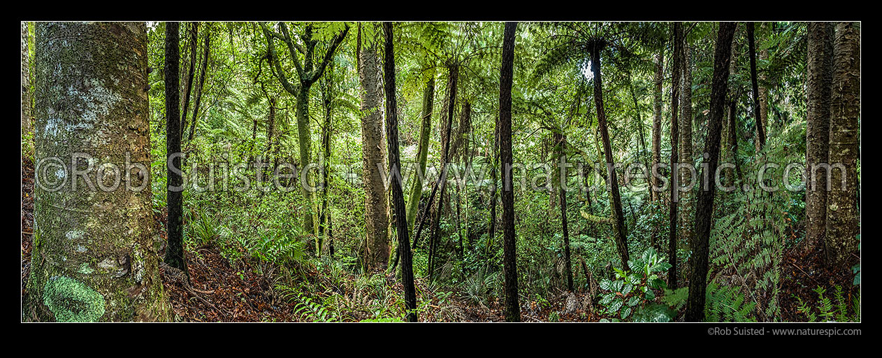 Image of Kauri (Agathis australis) trees amongst forest interior with many tree ferns (mostly Dicksonia squarrosa, Wheki). Smaller young rickers kauri (once used for masts). Panorama, Far North District, Northland Region, New Zealand (NZ) stock photo image