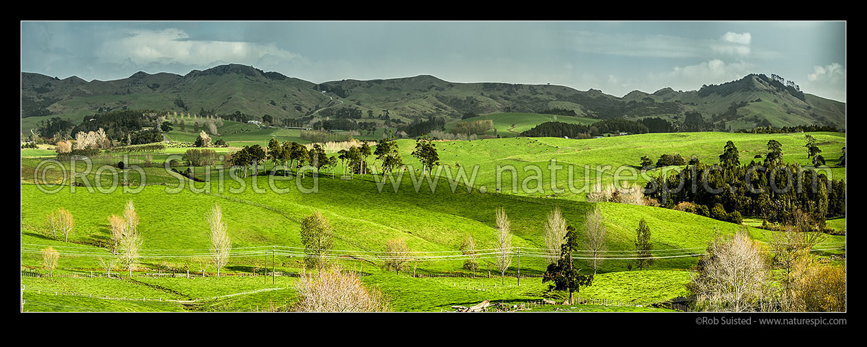 Image of Northland farmland panorama with sunlight on lush grassland, with rain falling in background, Brynderwyn, Whangarei District, Northland Region, New Zealand (NZ) stock photo image