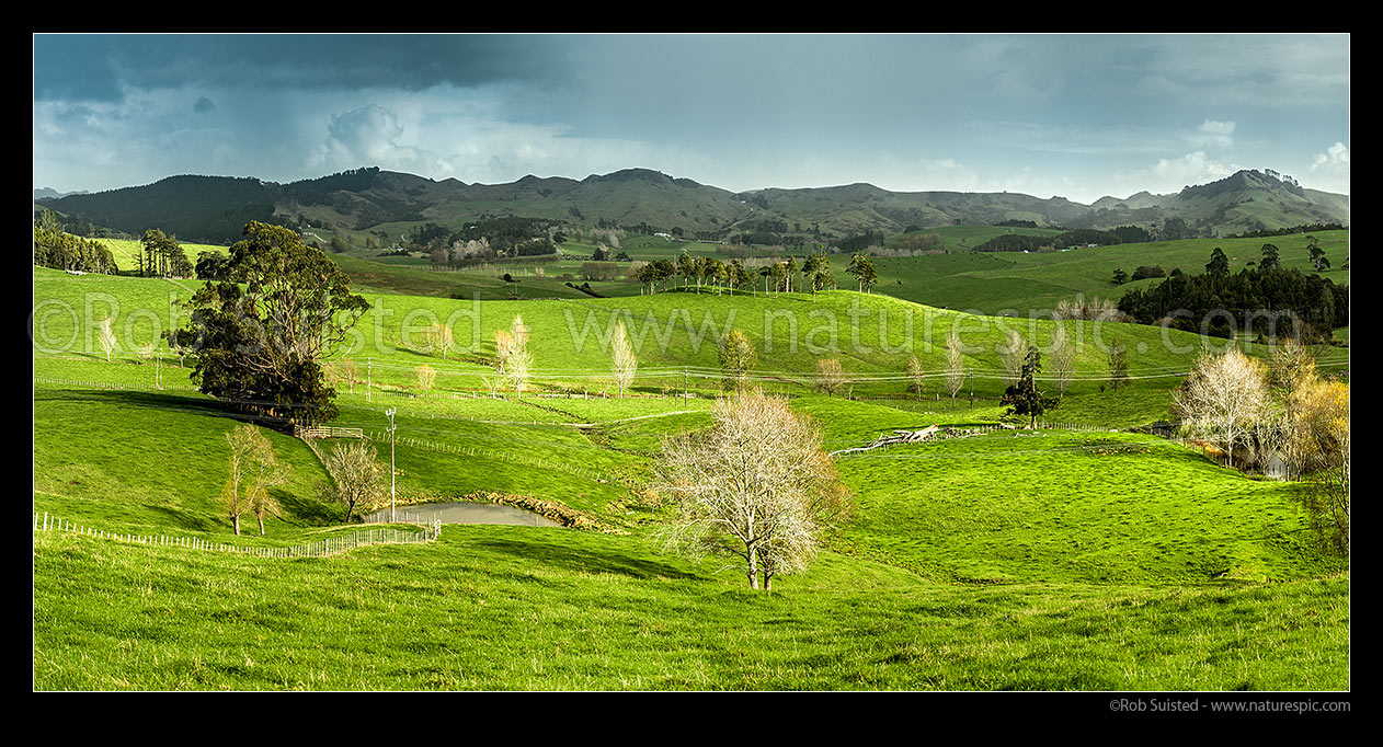 Image of Northland dairy farmland panorama with sunlight on lush grassland, Brynderwyn, Whangarei District, Northland Region, New Zealand (NZ) stock photo image