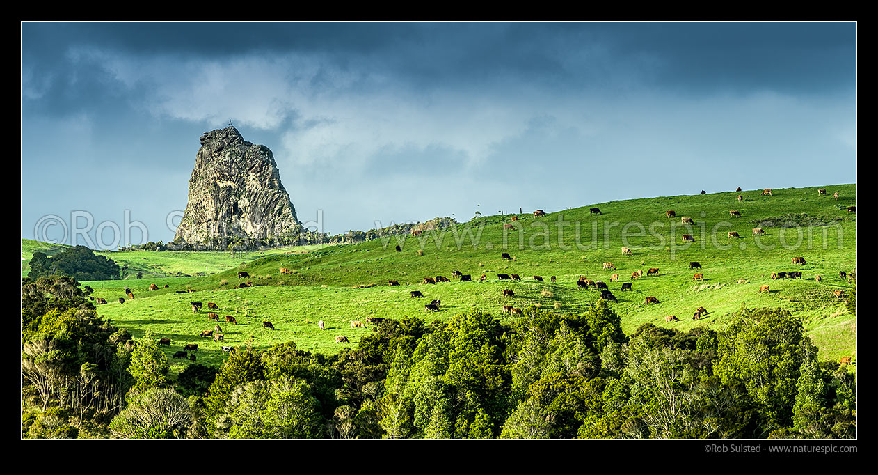 Image of Dairy cows grazing below dramatic Maungaraho Rock (221m). Panorama, Dargaville, Kaipara District, Northland Region, New Zealand (NZ) stock photo image