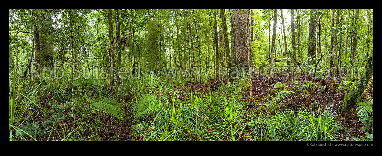 Image of Forest panorama inside Kauri tree (Agathis australis) rainforest, Waipoua Forest, Far North District, Northland Region, New Zealand (NZ) stock photo image