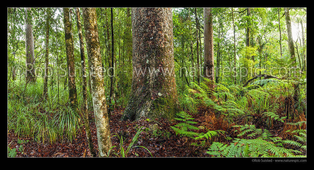 Image of Forest panorama inside Kauri tree (Agathis australis) rainforest, Waipoua Forest, Far North District, Northland Region, New Zealand (NZ) stock photo image