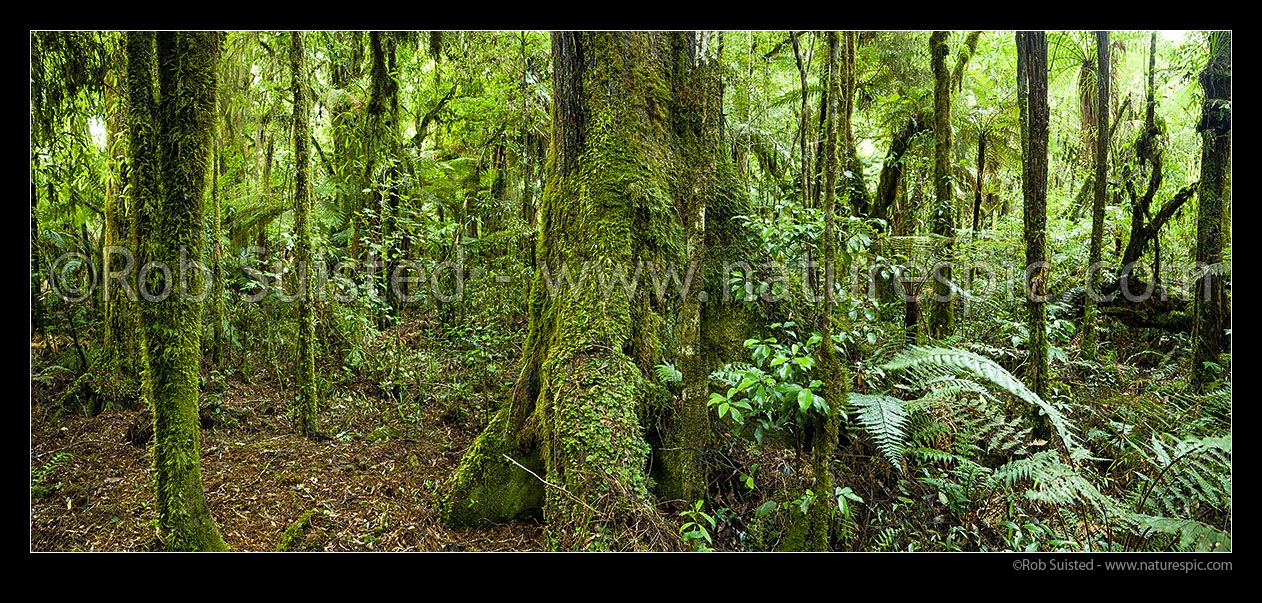 Image of Rainforest interior, old growth mossy podocarp forest panorama, with prominent rimu tree trunk and buttress (Dacrydium cupressinum) in bush, Pureora Forest Park, Waitomo District, Waikato Region, New Zealand (NZ) stock photo image