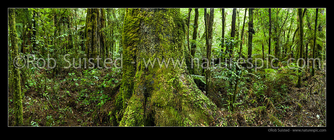 Image of Rainforest interior, old growth podocarp forest panorama, with prominent rimu tree trunk and buttress (Dacrydium cupressinum), Pureora Forest Park, Waitomo District, Waikato Region, New Zealand (NZ) stock photo image