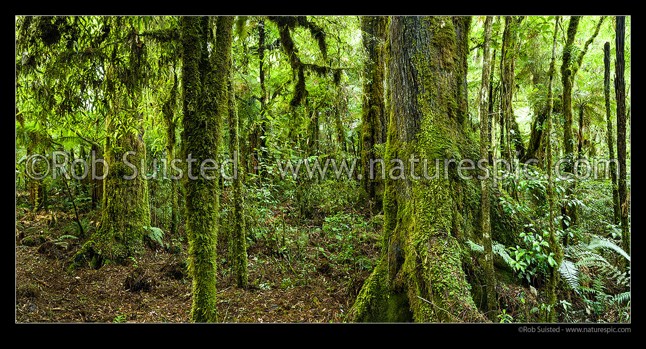 Image of Bush interior, old growth podocarp forest panorama, with prominent rimu tree trunk and buttress (Dacrydium cupressinum) in rainforest, Pureora Forest Park, Waitomo District, Waikato Region, New Zealand (NZ) stock photo image