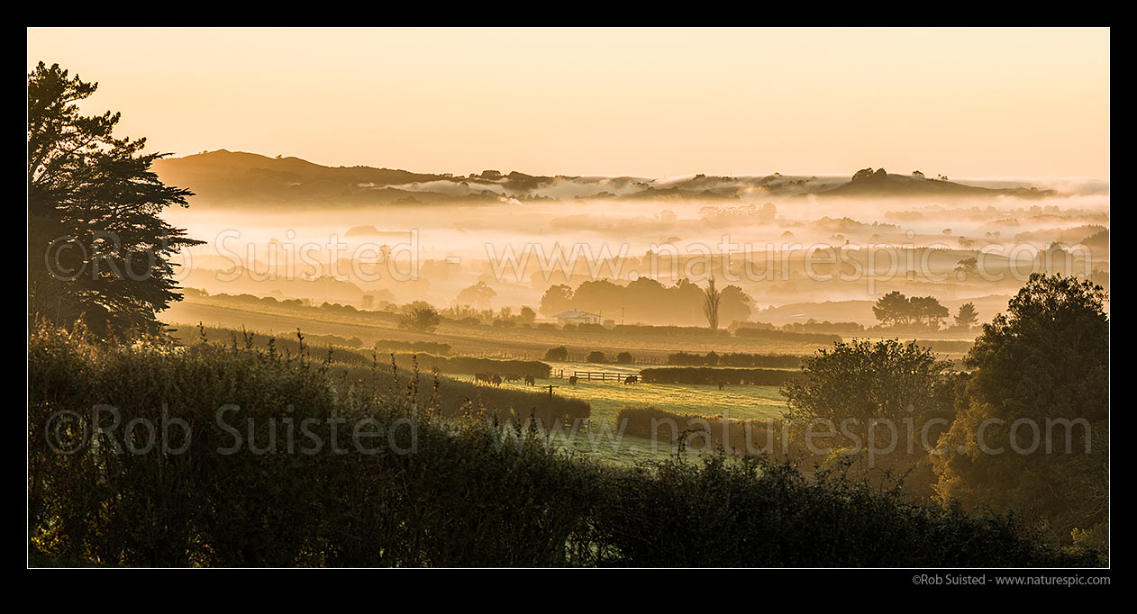 Image of North Waikato golden sunrise, with morning mist lifting from farmland near the Waikato River, while cattle graze. Panorama, Tuakau, Franklin District, Waikato Region, New Zealand (NZ) stock photo image