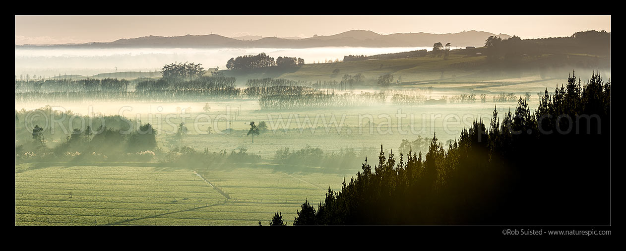 Image of Waikato River valley farmland with morning river mist over rural land, trees and plantation forestry. Panorama, Te Kohanga, Franklin District, Waikato Region, New Zealand (NZ) stock photo image