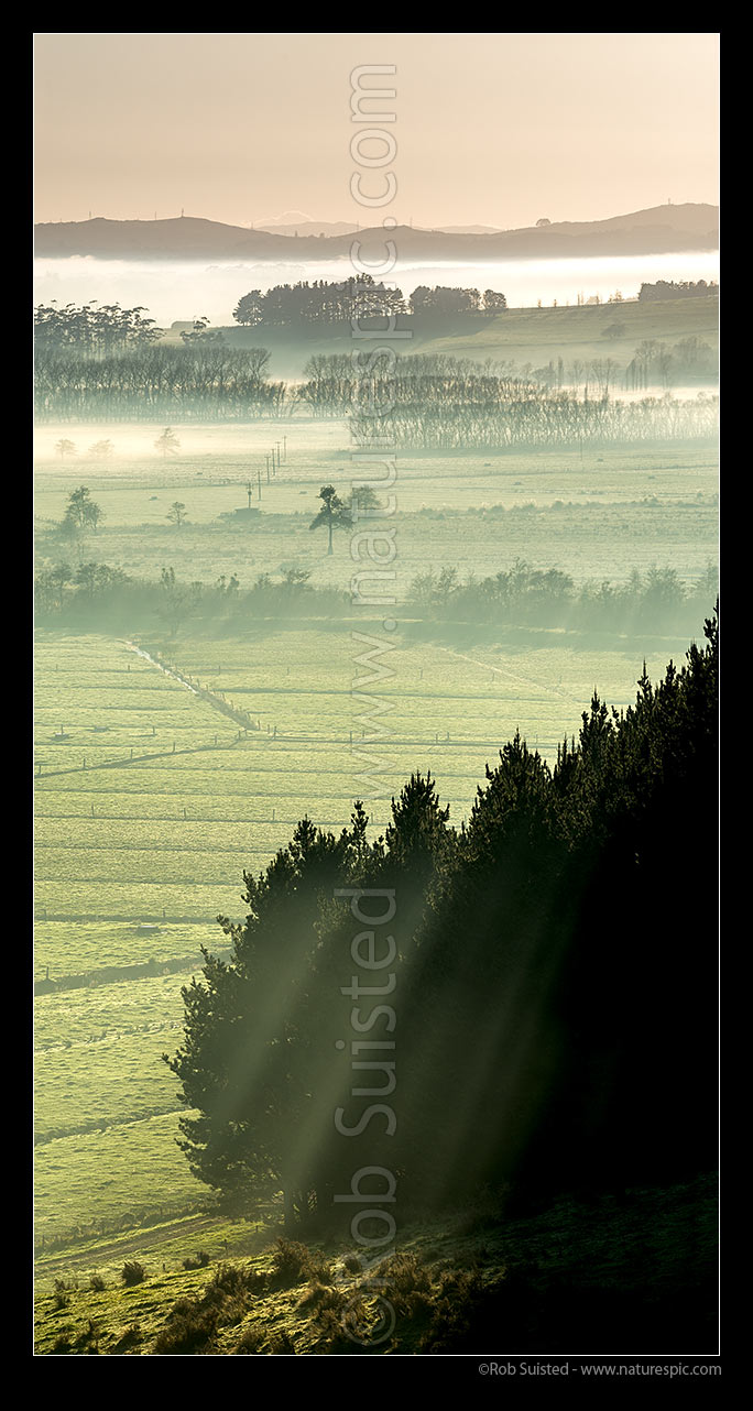 Image of Waikato River valley farmland with morning river mist over rural land, trees and plantation forestry. Vertical panorama, Te Kohanga, Franklin District, Waikato Region, New Zealand (NZ) stock photo image