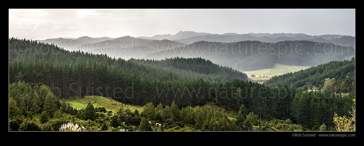 Image of Plantation forest (Pinus radiata) and farmland on a moody day. Te Waipoka Stream area. Panorama, Tapuwae, Far North District, Northland Region, New Zealand (NZ) stock photo image