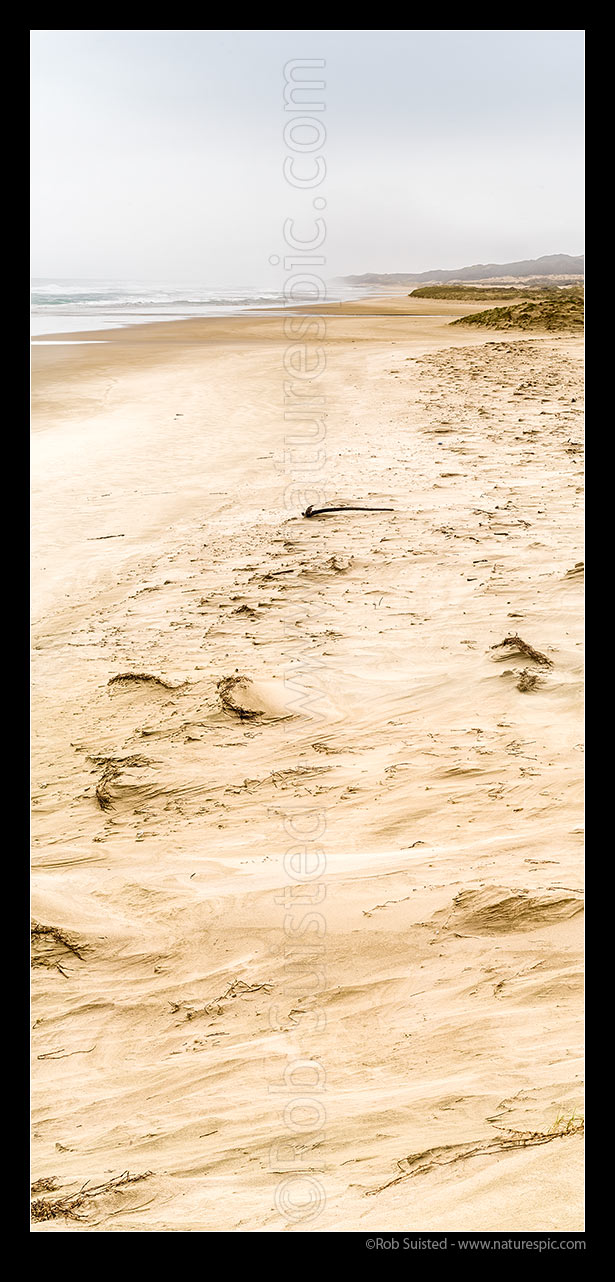 Image of Tauroa Peninsula Beach, looking north along the remote coast and sand dunes near Tanutanu Stream. Ahipara Conservation Area. Vertical panorama, Ahipara, Far North District, Northland Region, New Zealand (NZ) stock photo image